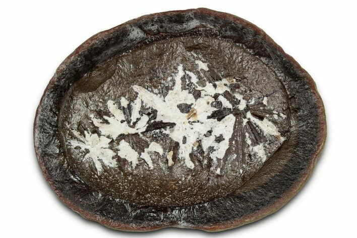 Fossil Horsetail (Annularia) Nodule Half - Mazon Creek #336183